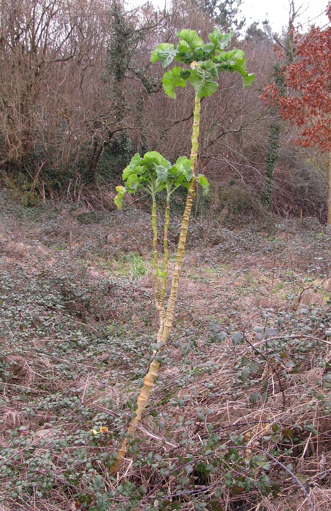 Image of Brassica oleracea var. gemmifera specimen.