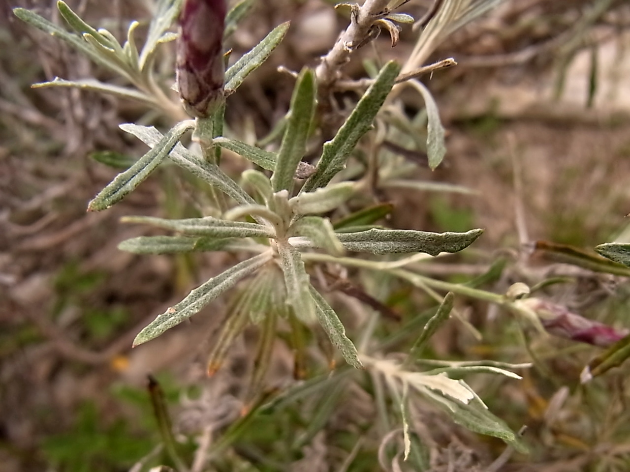 Image of Staehelina dubia specimen.