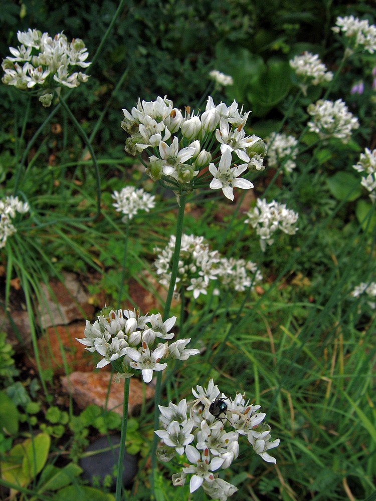 Image of Allium ramosum specimen.