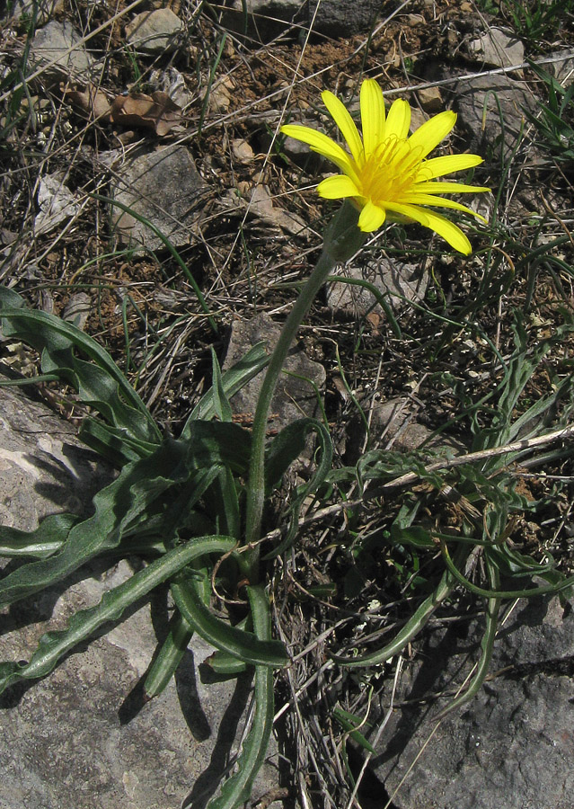 Image of Scorzonera mollis specimen.