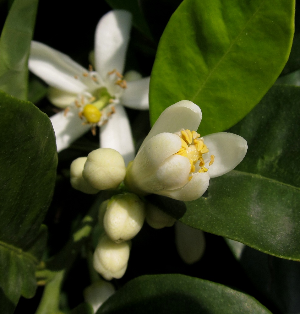 Image of Citrus maxima specimen.