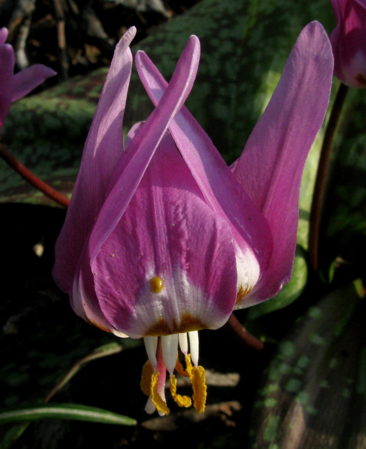 Image of Erythronium sajanense specimen.