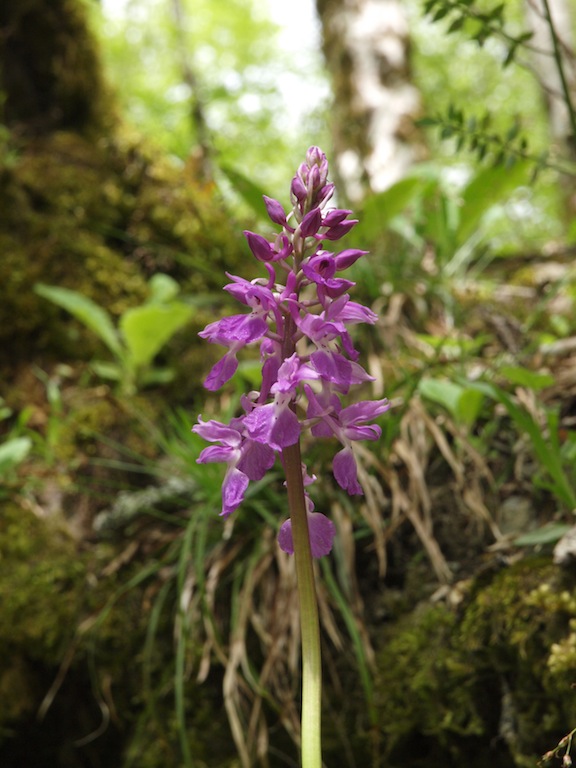 Изображение особи Orchis mascula.