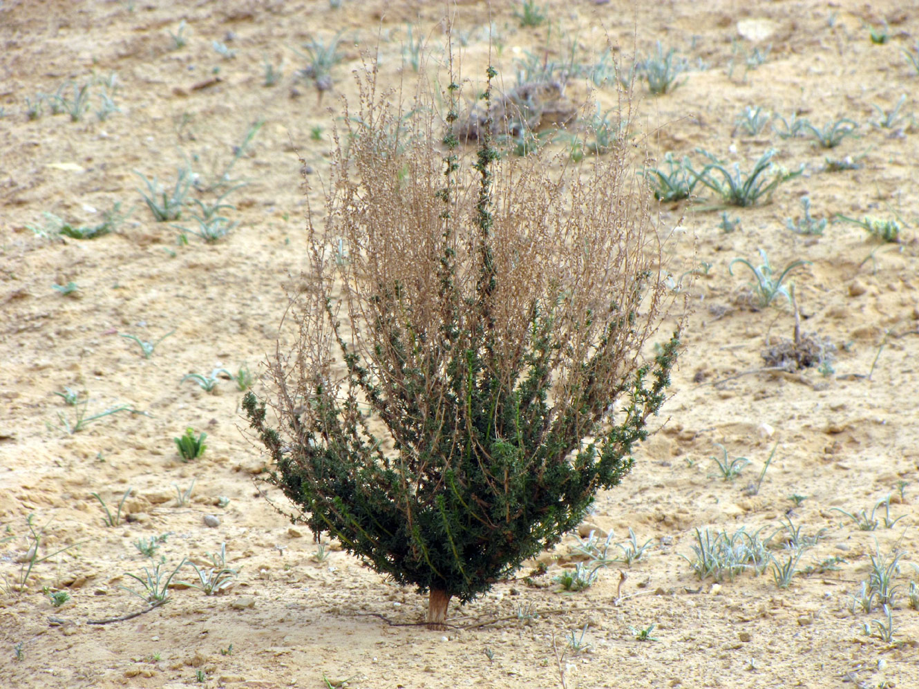 Изображение особи Artemisia monosperma.