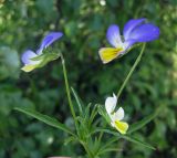 Viola tricolor