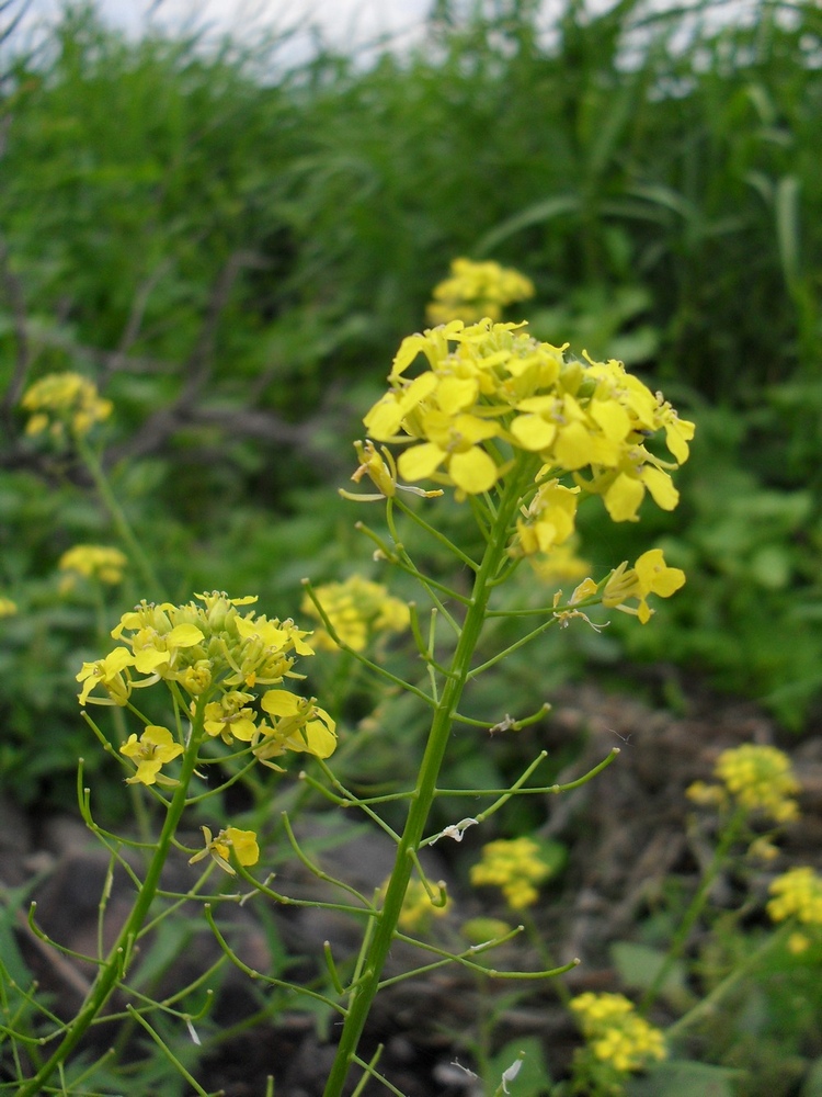 Image of Sisymbrium loeselii specimen.