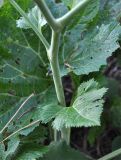 Crambe cordifolia