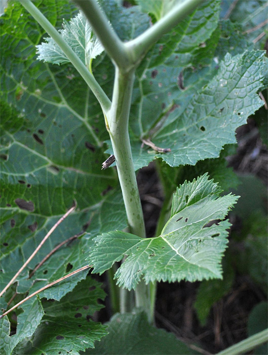 Image of Crambe cordifolia specimen.