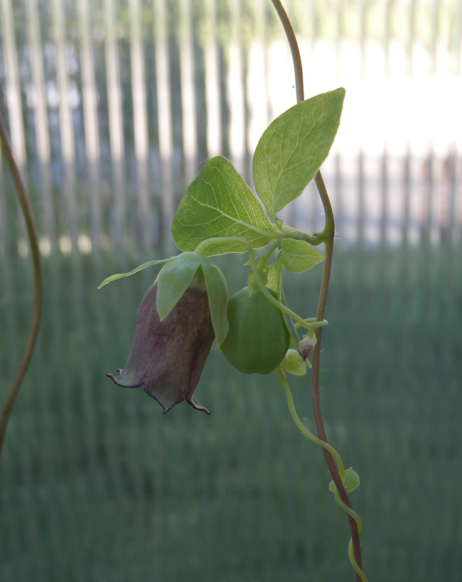 Изображение особи Codonopsis ussuriensis.