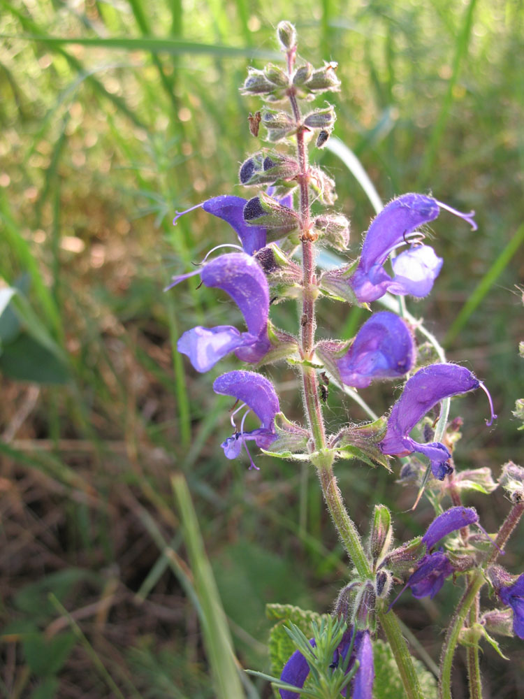 Image of Salvia pratensis specimen.