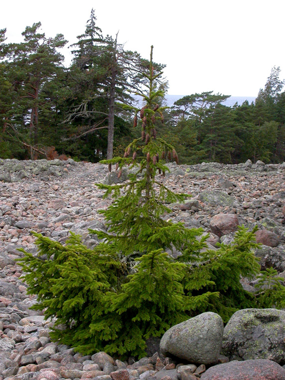 Изображение особи Picea abies.