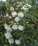 Platycladus orientalis. Ветвь с шишками. Зап. Крым, г. Саки, центр города. 29.08.2011.