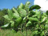 Salix myrsinifolia