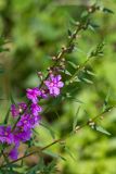 Lythrum salicaria