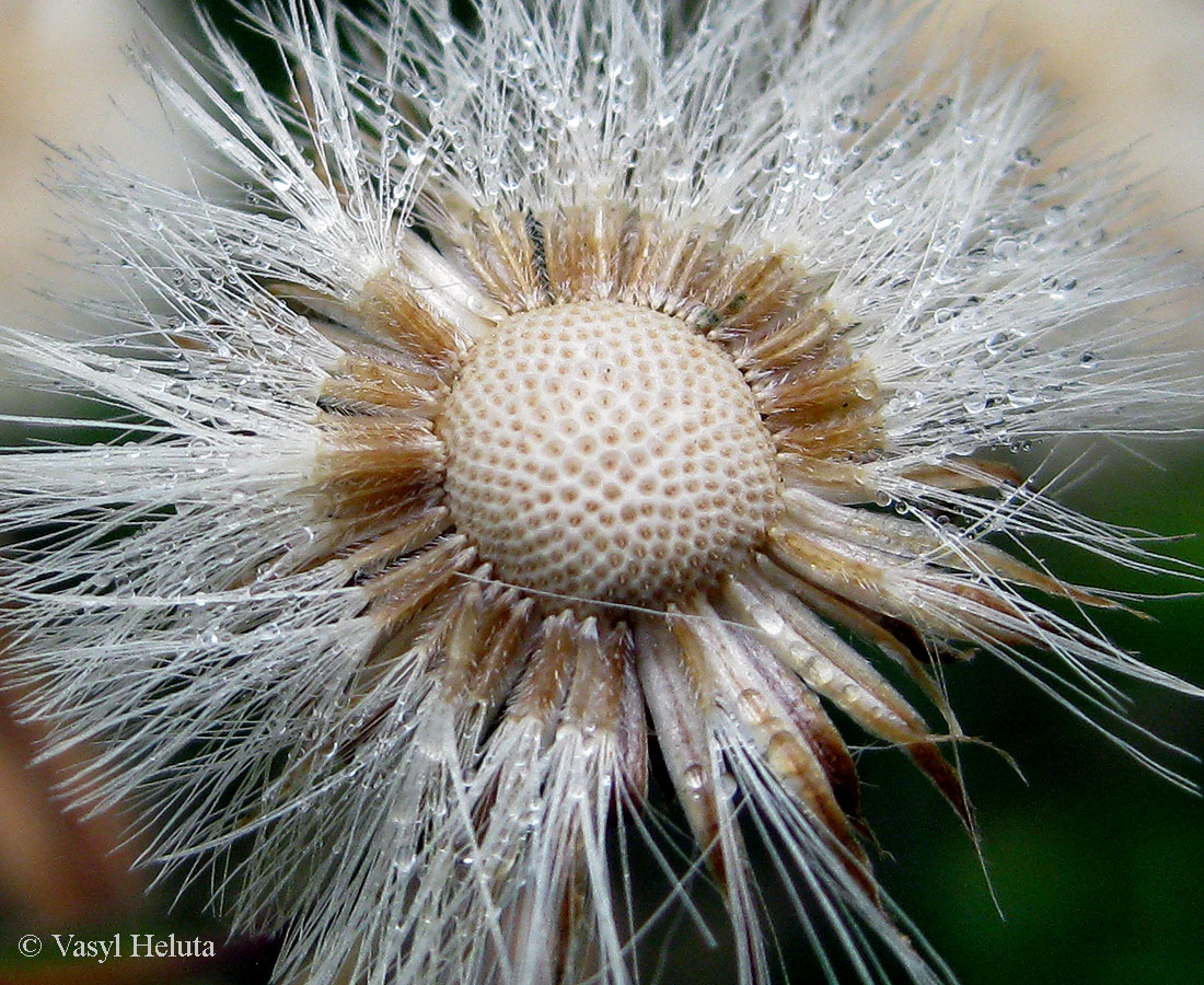 Image of Erigeron acris specimen.