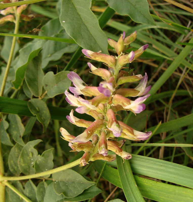 Изображение особи Glycyrrhiza krasnoborovii.
