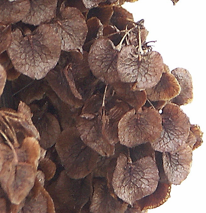 Image of Rumex longifolius specimen.