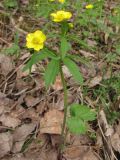 Ranunculus conspicuus