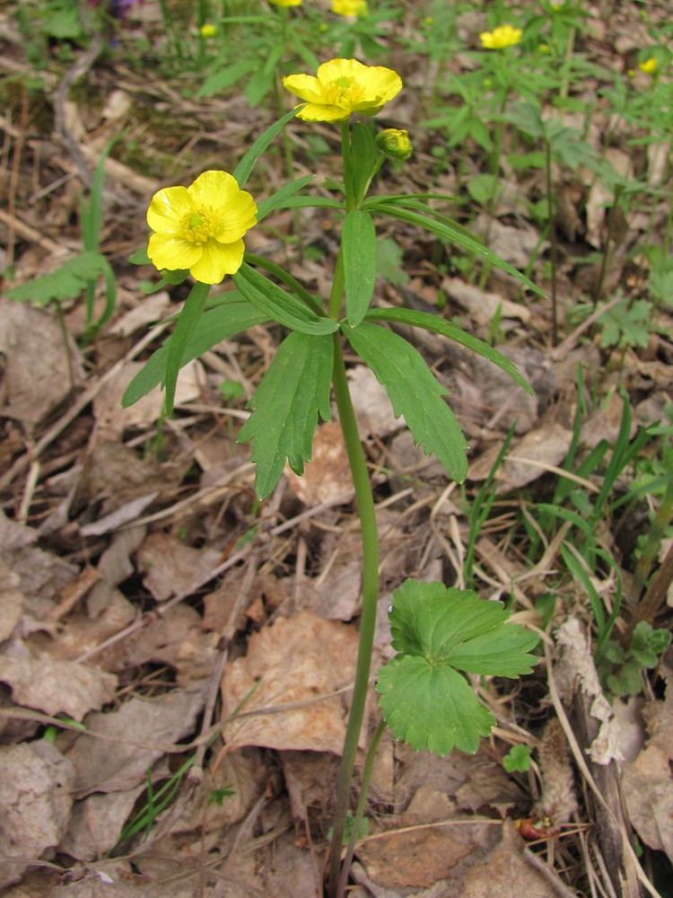 Image of Ranunculus conspicuus specimen.