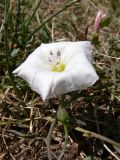 Convolvulus arvensis