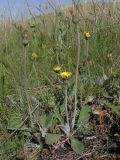 Pilosella officinarum