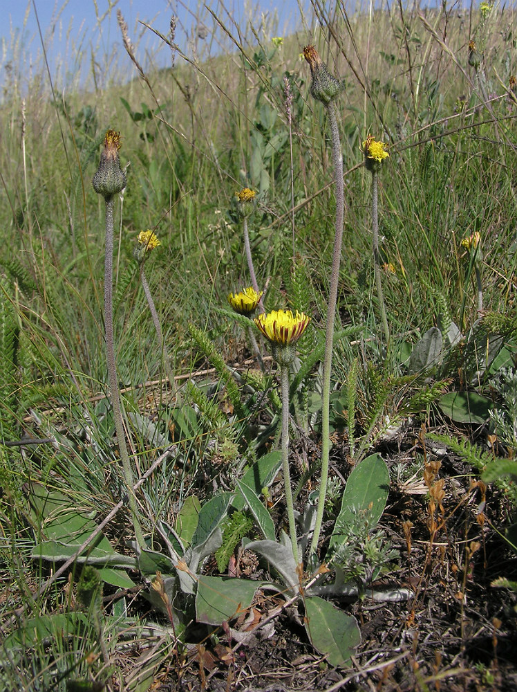 Изображение особи Pilosella officinarum.