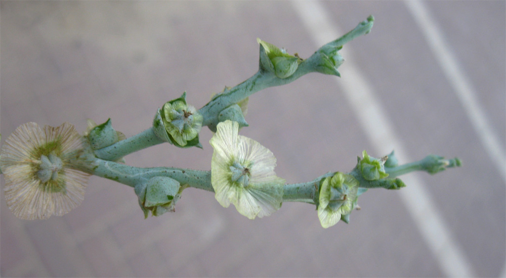 Изображение особи Halothamnus hierochunticus.