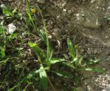 род Hieracium. Цветущие растения у вершины горы. Крым, гора Тепе-Кермен, южный склон. 19.05.2012.