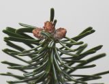 Abies nordmanniana. Верхушка побега с покоящимися почками. Германия, г. Кемпен, \"Рождественная Ёлка\". 16.11.20121.