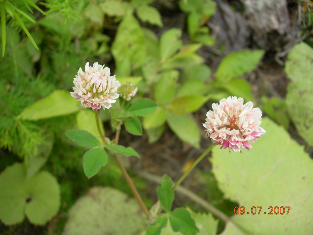 Изображение особи Trifolium hybridum.