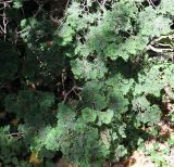Chamaecyparis obtusa