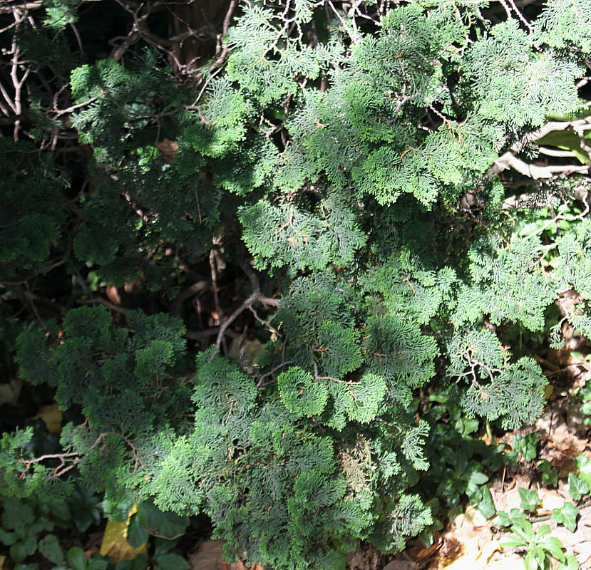 Image of Chamaecyparis obtusa specimen.