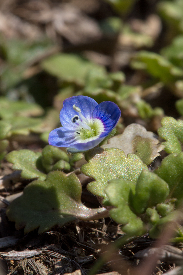 Image of Veronica polita specimen.