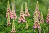 Lupinus × regalis