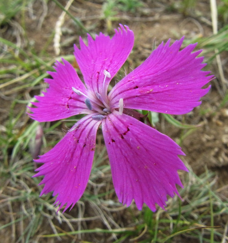 Изображение особи Dianthus versicolor.