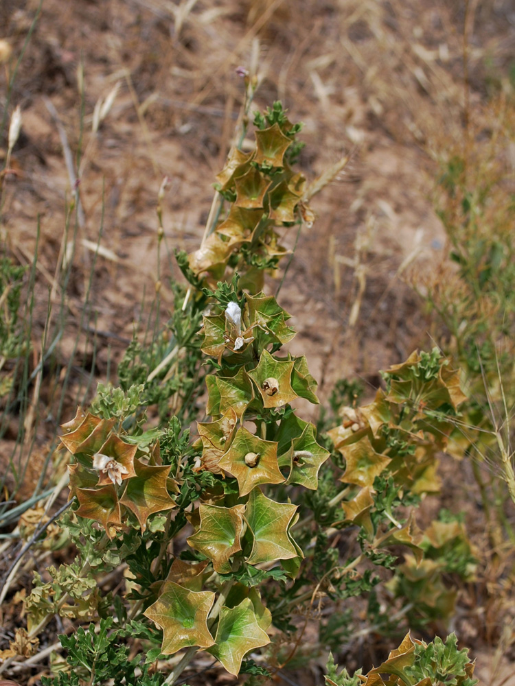 Image of Lagochilus platycalyx specimen.