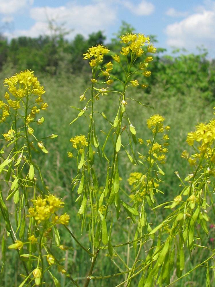 Изображение особи Isatis campestris.