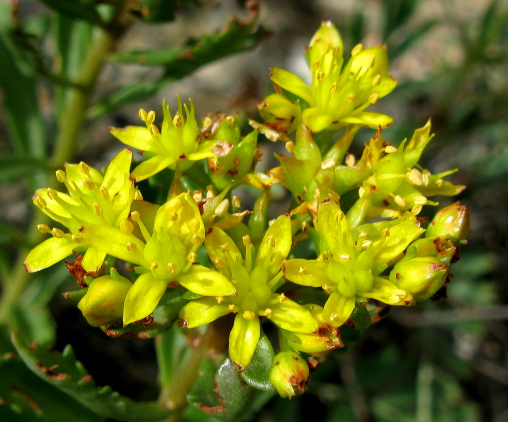 Изображение особи Aizopsis baicalensis.