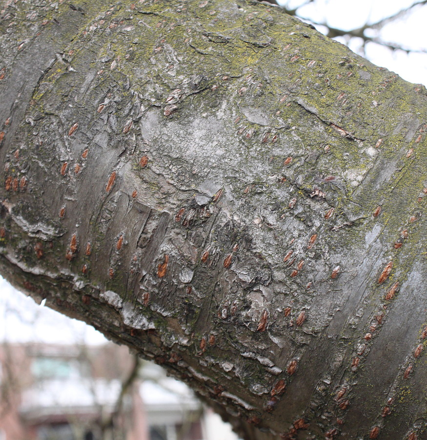Image of Prunus serrulata specimen.