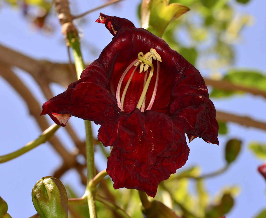 Image of Kigelia pinnata specimen.