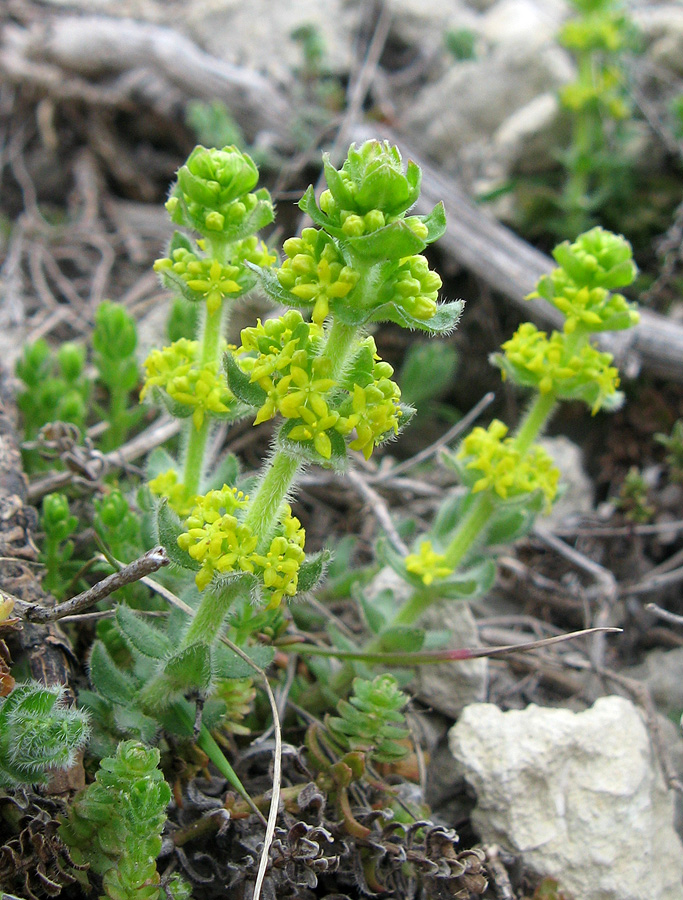 Изображение особи Cruciata taurica.