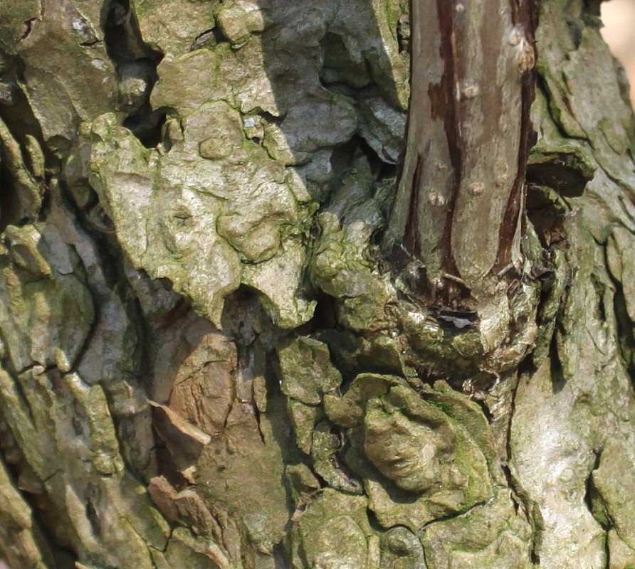 Image of Hydrangea arborescens specimen.