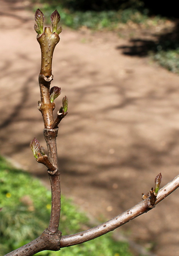 Image of Calycanthus chinensis specimen.