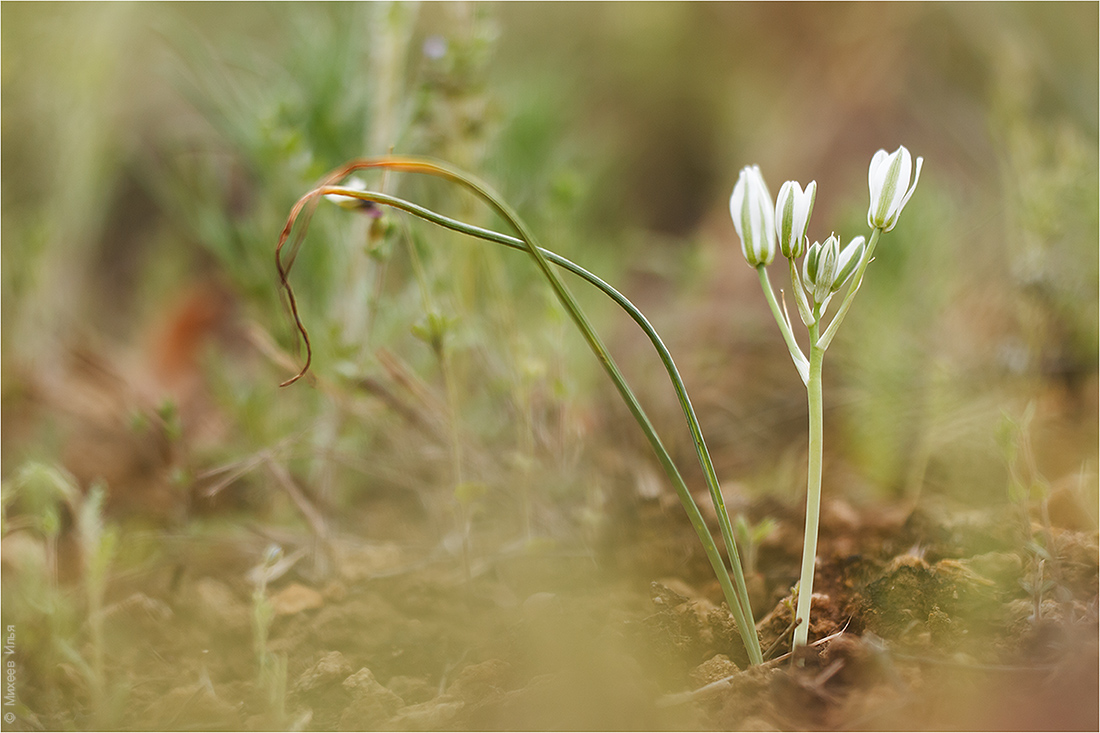 Изображение особи Ornithogalum kochii.