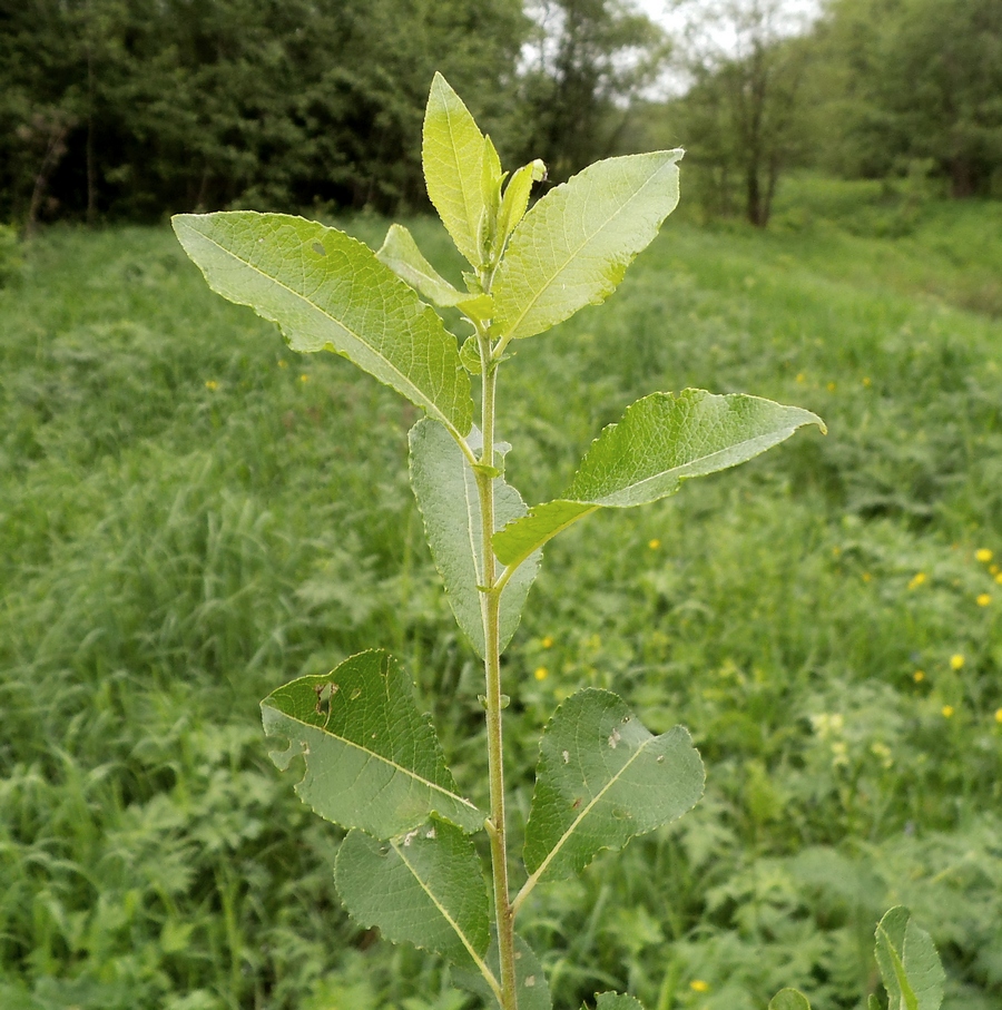 Image of Salix myrsinifolia specimen.