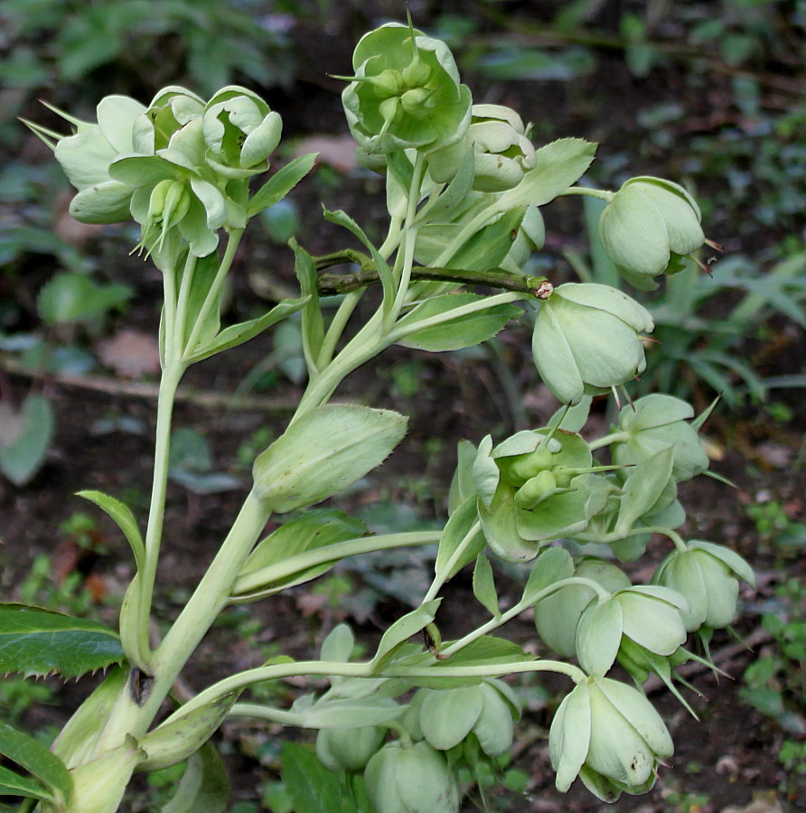 Изображение особи Helleborus argutifolius.