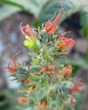 Ricinus communis. Верхняя часть соцветия с женскими цветками и завязями плодов. Израиль, г. Беэр-Шева, рудеральное местообитание. 10.06.2013.
