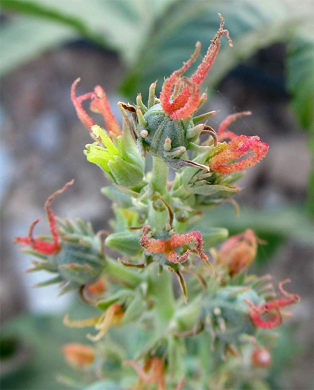 Изображение особи Ricinus communis.