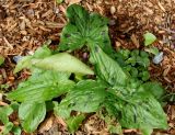 Arum maculatum