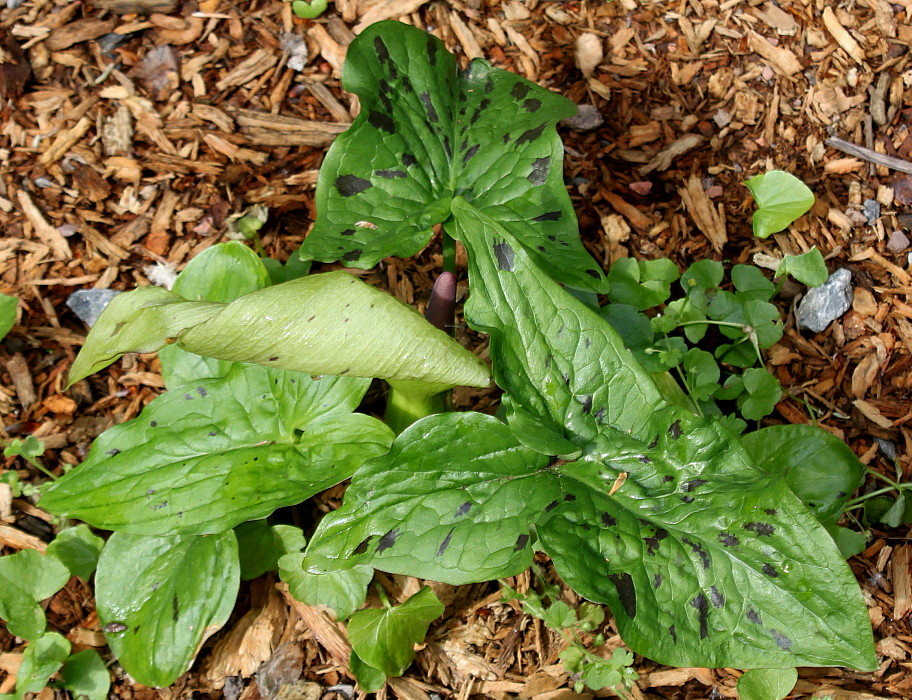 Изображение особи Arum maculatum.